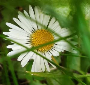 An image of a daisy flower | NICRC