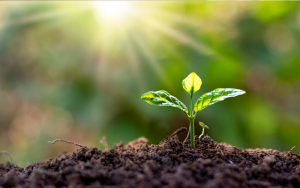 Small plant reaching towards the light | NICRC