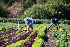 Community Farming NICRC