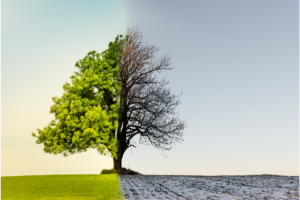 A tree that is both living and dying | NICRC