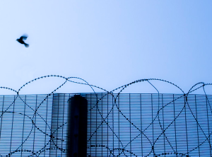 Prison wires and a bird in flight | NICRC