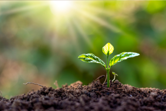 Small plant reaching towards the light | NICRC